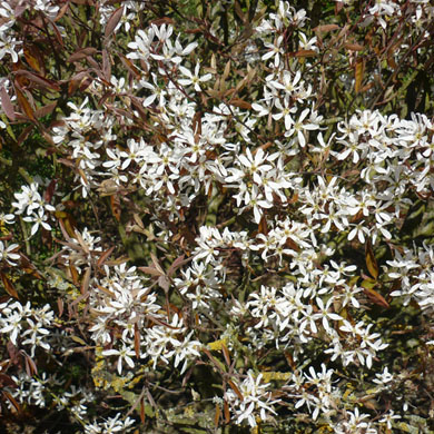 Amelanchier Canadensis Hedge